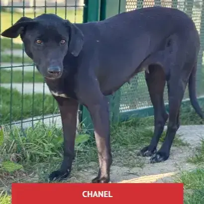 Chanel 2