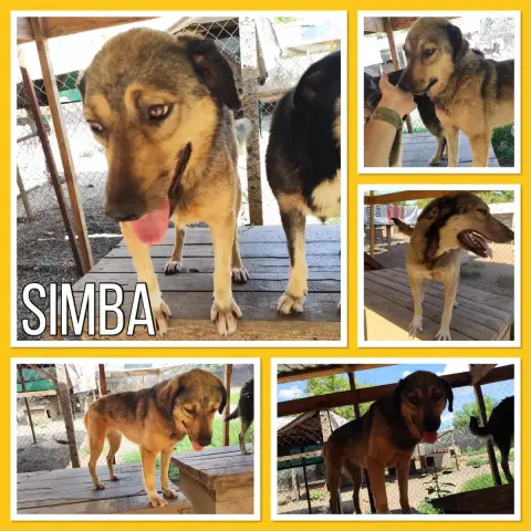Simba