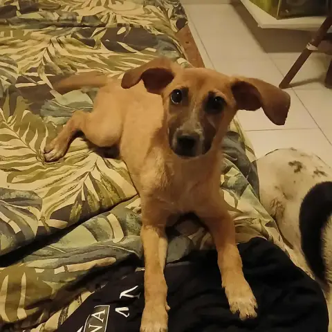 Pongo