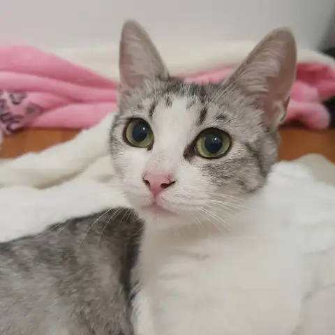 Nala