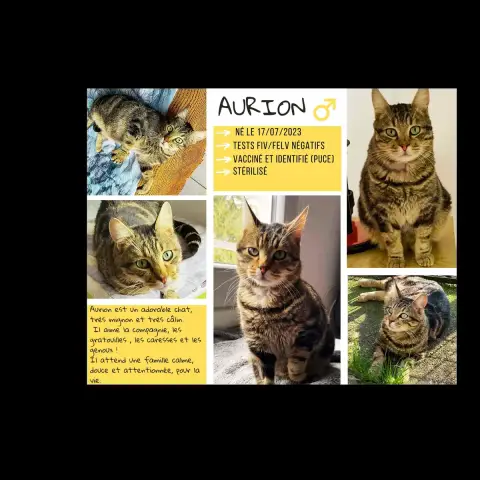 Aurion