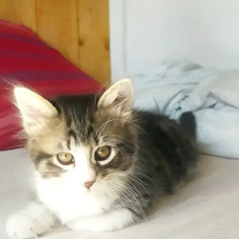 Bob photo 3