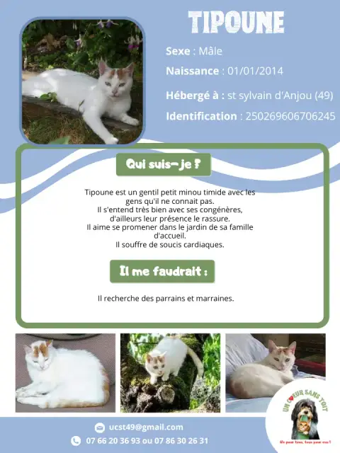 Tipoune