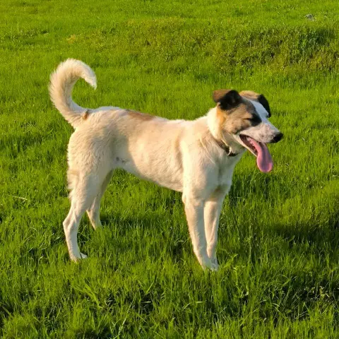 Milla