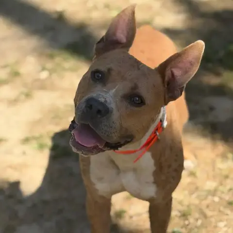 Balou