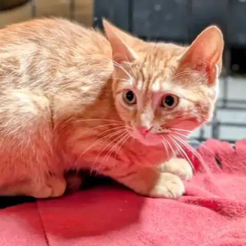 Marcelo