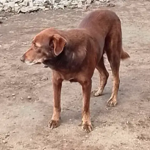Choco photo 2