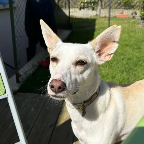 Frazer photo 3