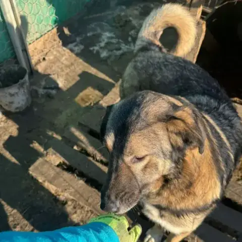 Simba photo 2