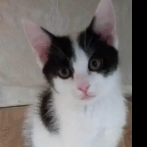 Mochi