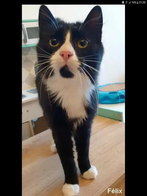 Felix photo 2