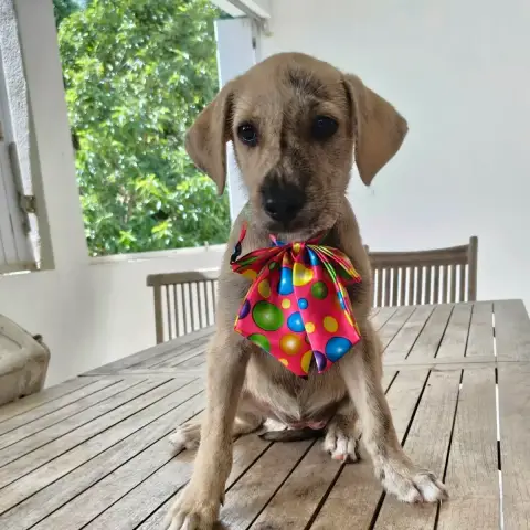 Bijou