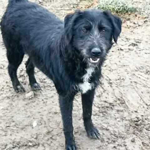 Prya Adoption Ou Fa Urgent!!!