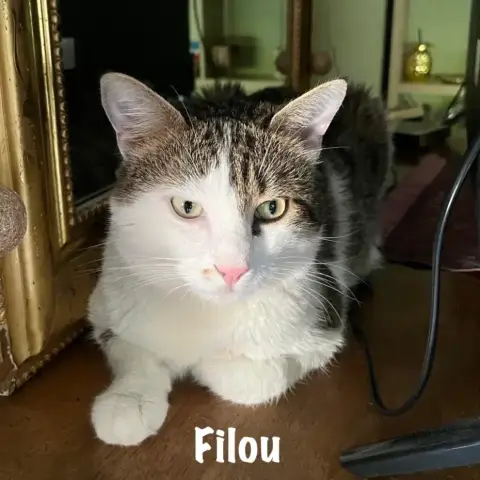 Filou