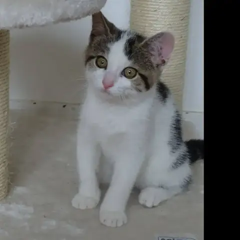Lilo