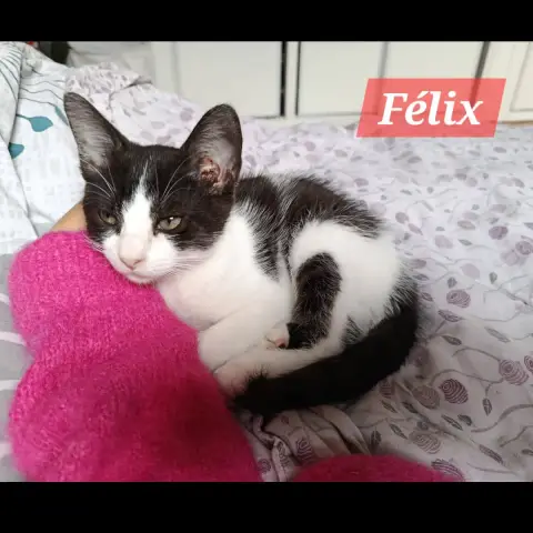 Felix photo 2