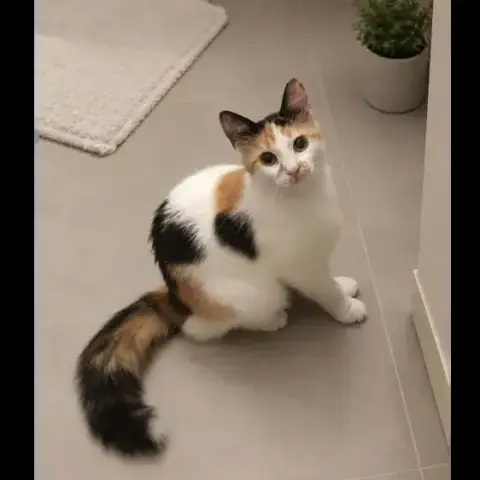 Finette