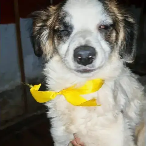 Betty