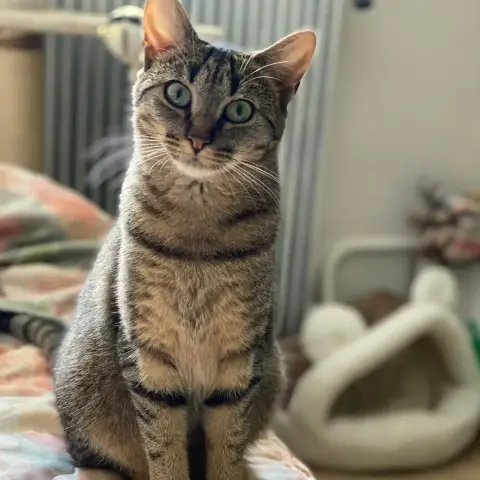 Lou