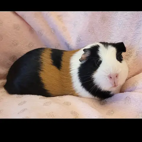 Lilie