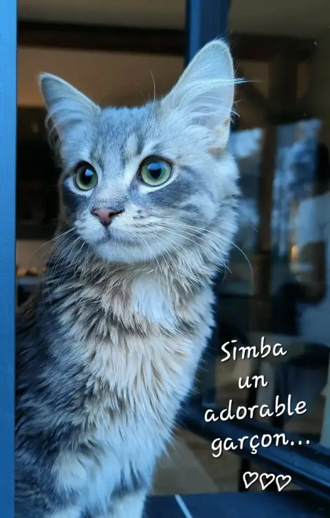 Simba