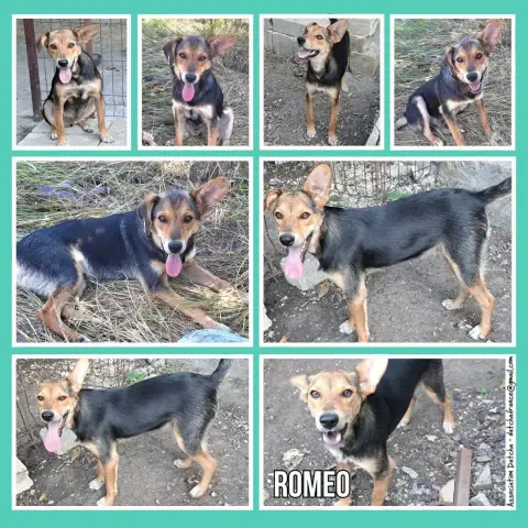 Romeo