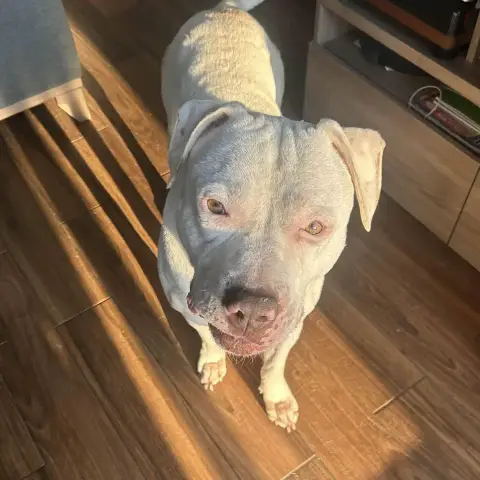 Adopter Frost