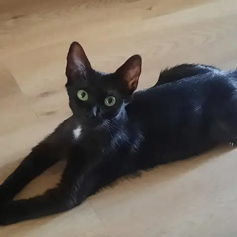 Typh