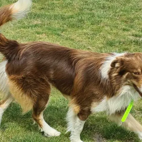 Thor photo 3