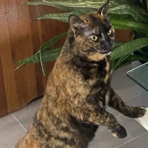 Mona