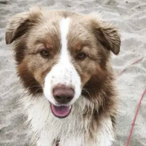 Atlas