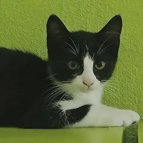 Billy