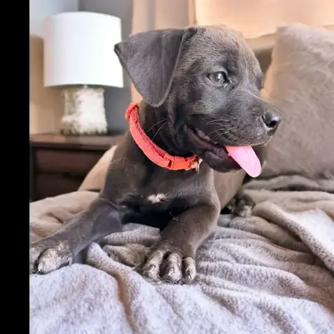 Kira photo 2