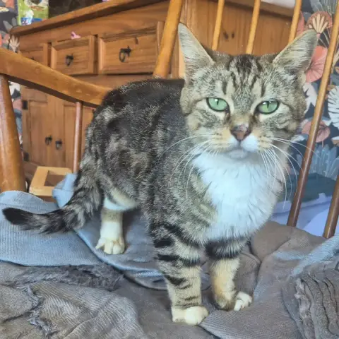 Bibi