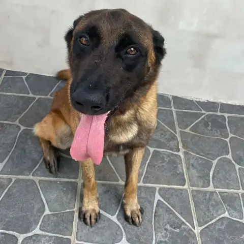 Hyrox Malinois photo 2