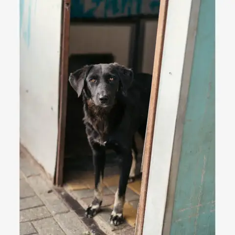 Tessie photo 3