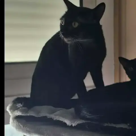 Luna Chatte Noir Réunion photo 3