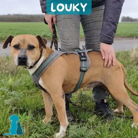 Louky