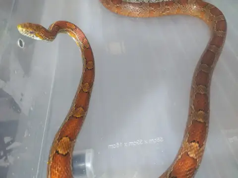 Pantherophis Guttatus/ Couleuvre Des Blés