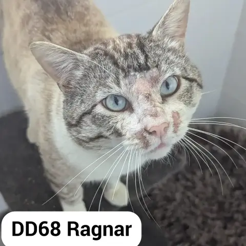 Ragnar