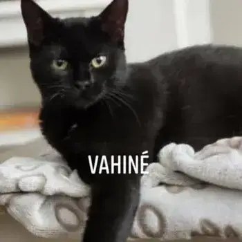 Vahiné Et Vatou photo 2