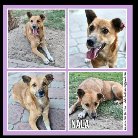 Nala
