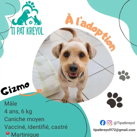 Gizmo photo 2