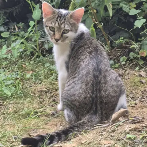 Max