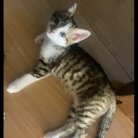 Nova