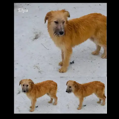 Elya