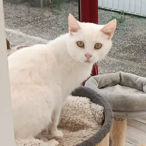 Perle
