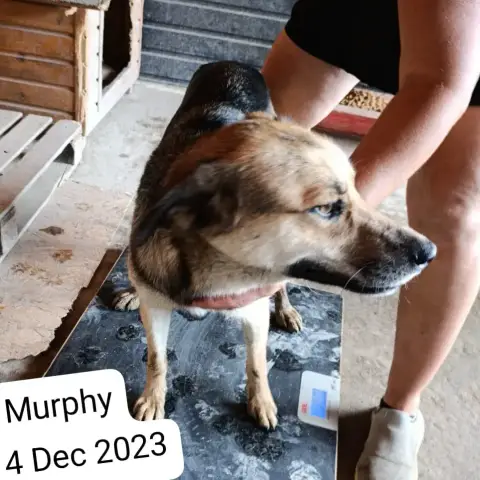 Murphy photo 3