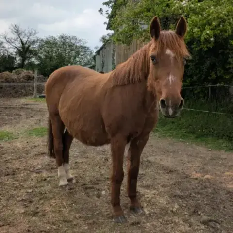Nova