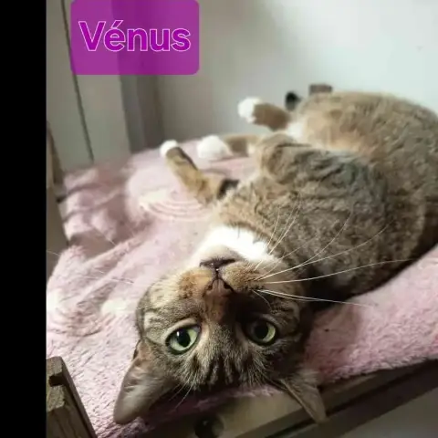 Venus photo 2